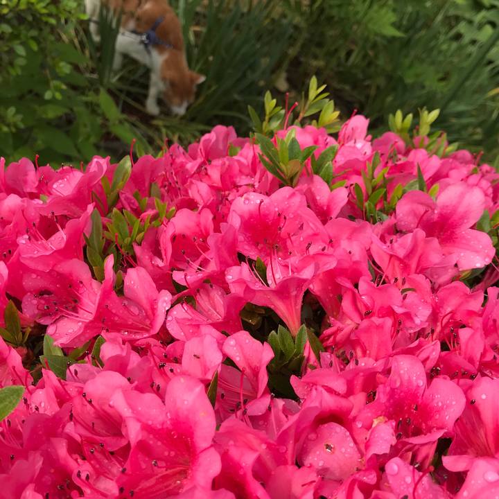 21daf574 ba07 440a a229 46cad2884734 1528538397622