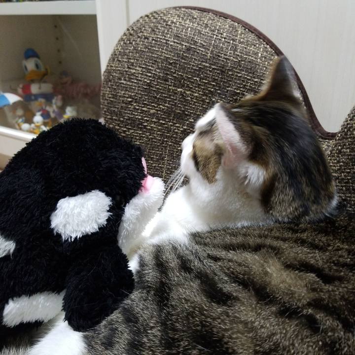 21dbba25 3a3b 47f7 bf3d 8c07575e4672 1560611020594