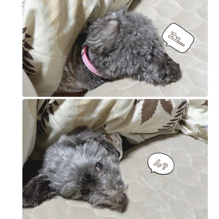 21dc11ee d316 49da 8f2e dc29b50ce95e 1701383554206