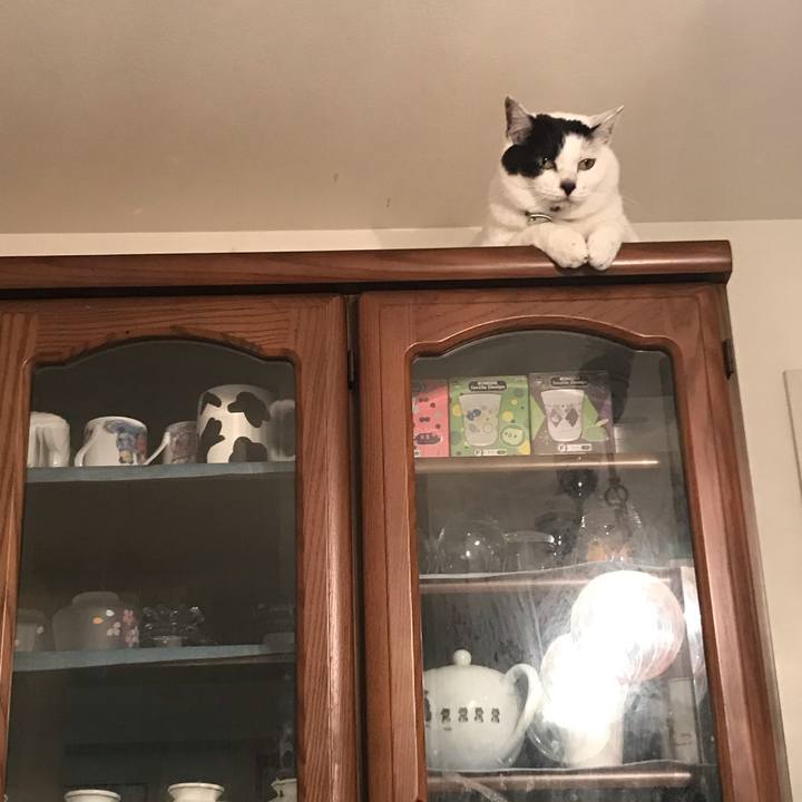 21dd4ded c31c 4950 8c1e 0f22f0374817 1564583468397