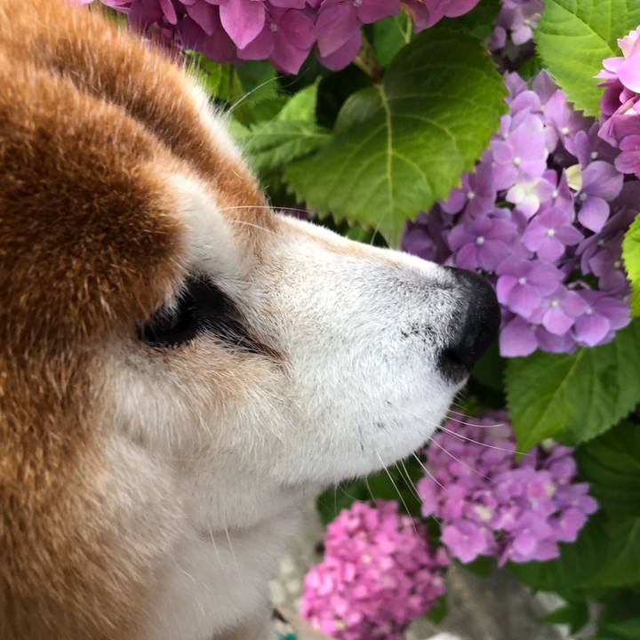 21e08e22 7531 4c54 89ed c9cab0221987 1591839119533