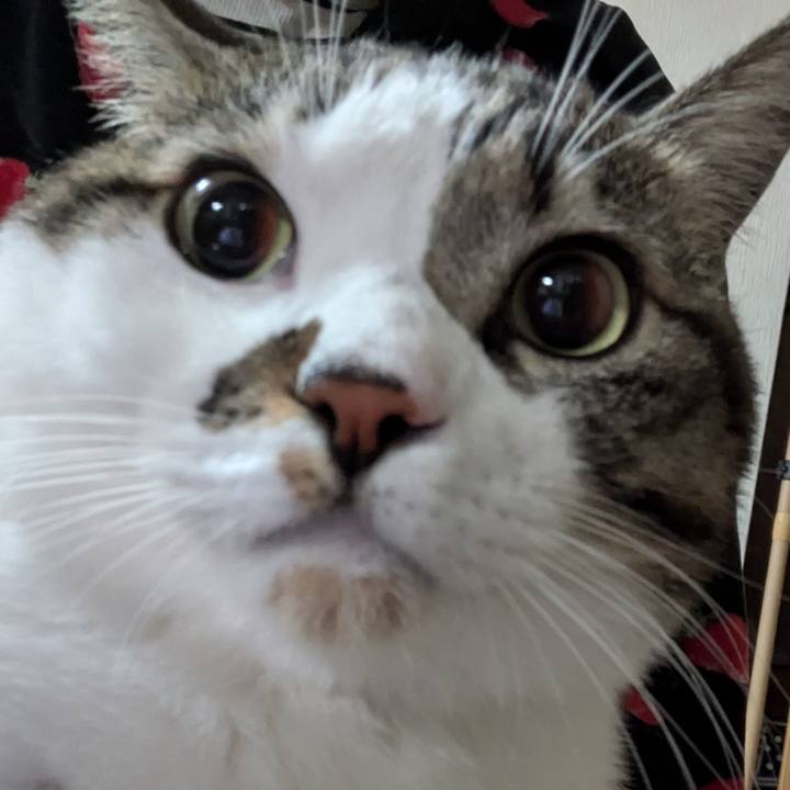 21e42eff e01e 4f84 8847 df9cfb8ba2ee 1733955783427