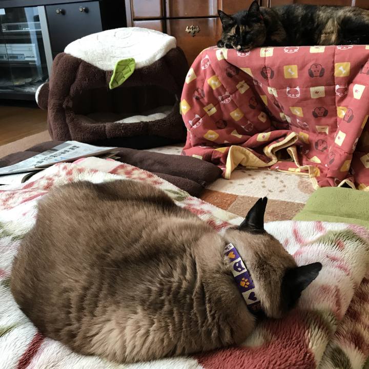 21ea41cd 622a 4d98 aa6c 7900f33e22b3 1516752633639