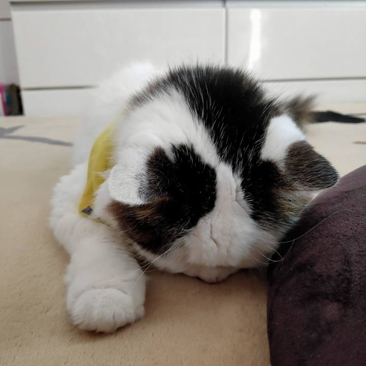 21efbe23 e219 497a b85a dadf4f0cd304 1582778484189