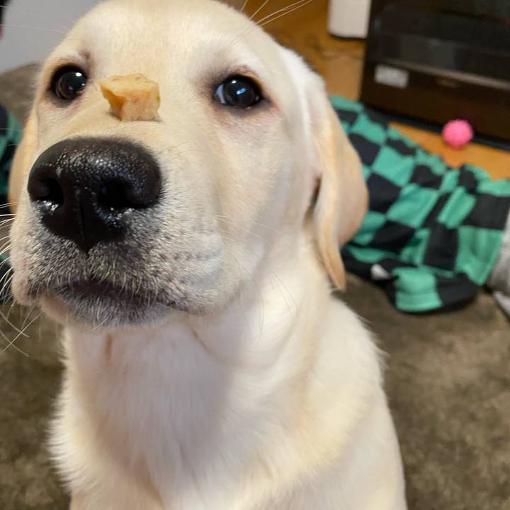 21f497ba c131 46ec 996e de8c289414d5 1613217417012