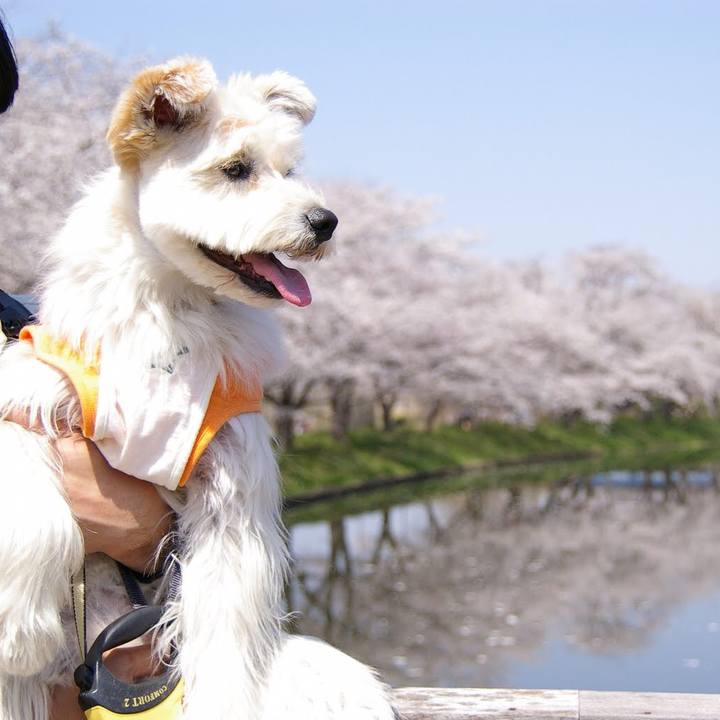 21f67f87 26f0 4d36 8e4f 490cad9008e8 1554105197786