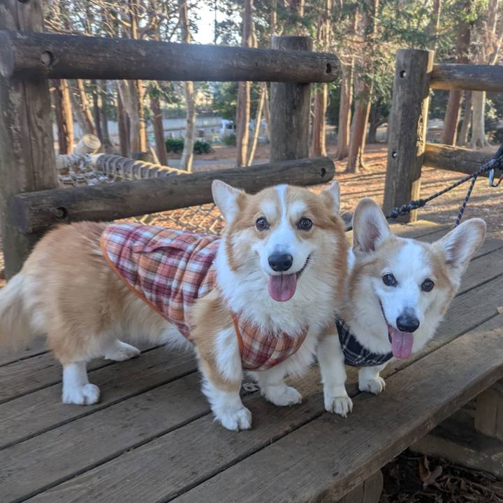 21f7c930 efbf 4412 a1f2 f983d674f95d 1766981311002