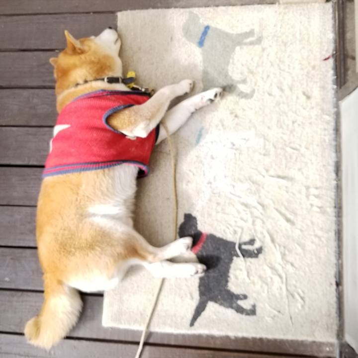 21f96674 1c54 46d1 81f3 68211694387c 1607045603333