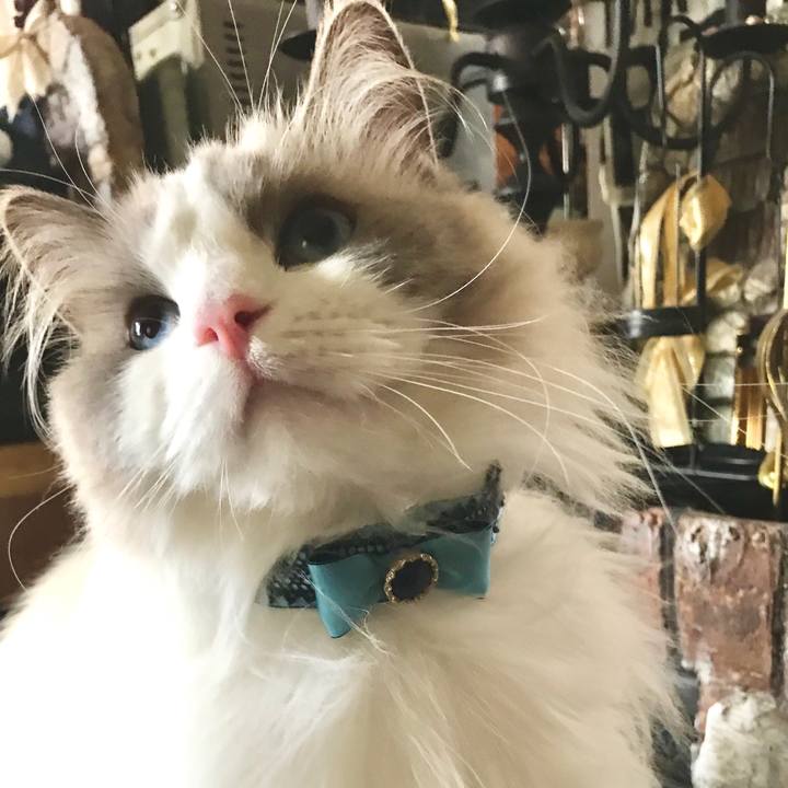 21faeefa 2456 4e76 9e2f 95ad0c67141f 1597176127092