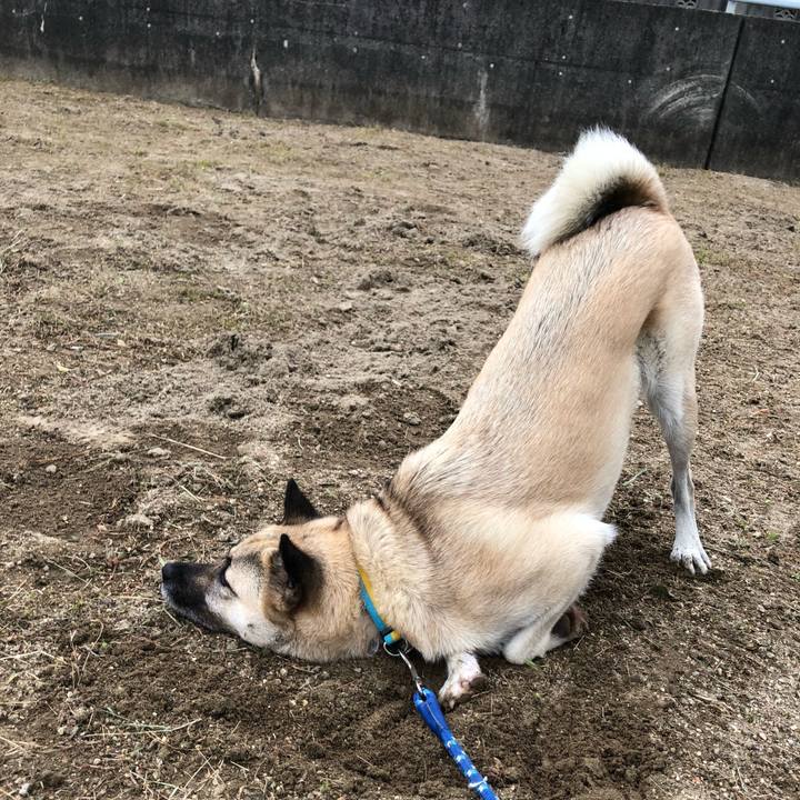 21fc70f6 c524 4d8a abde ac7b65120a11 1599650048282