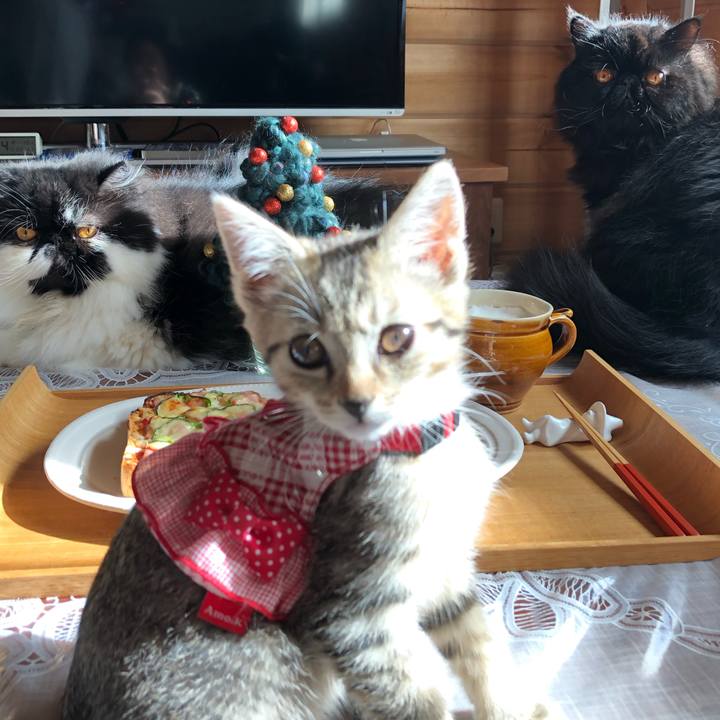 21ff7663 a5c5 4591 9f90 c5c0839aec52 1543118863624