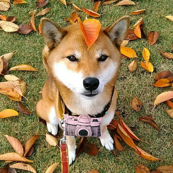 22012fd5 cf98 4b0c b01f 5c830f166201 1541550489396