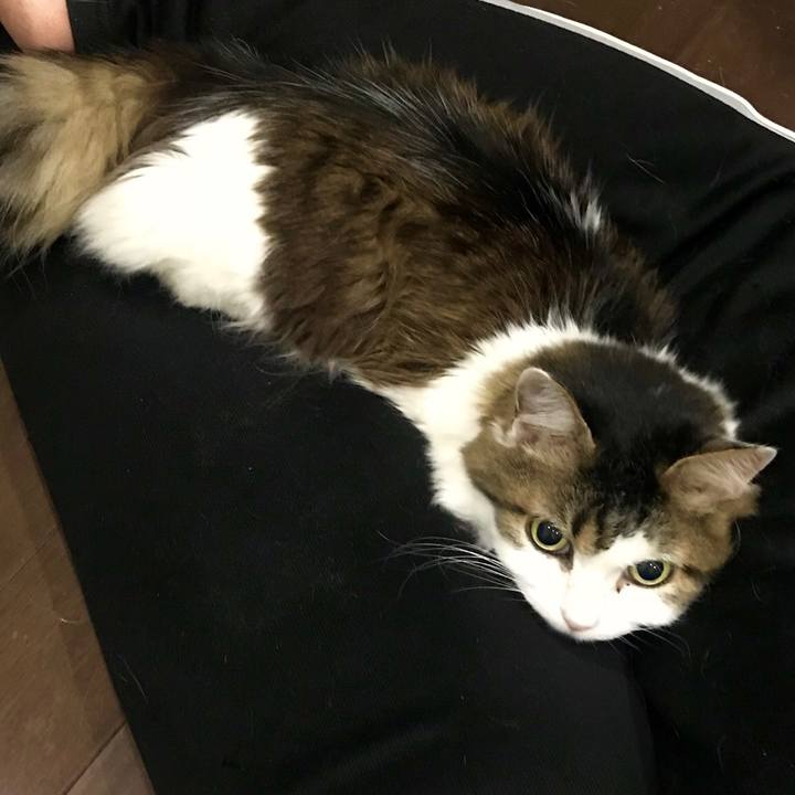 22035d1e a81e 48b4 a359 9adf14c81f9a 1541170091273