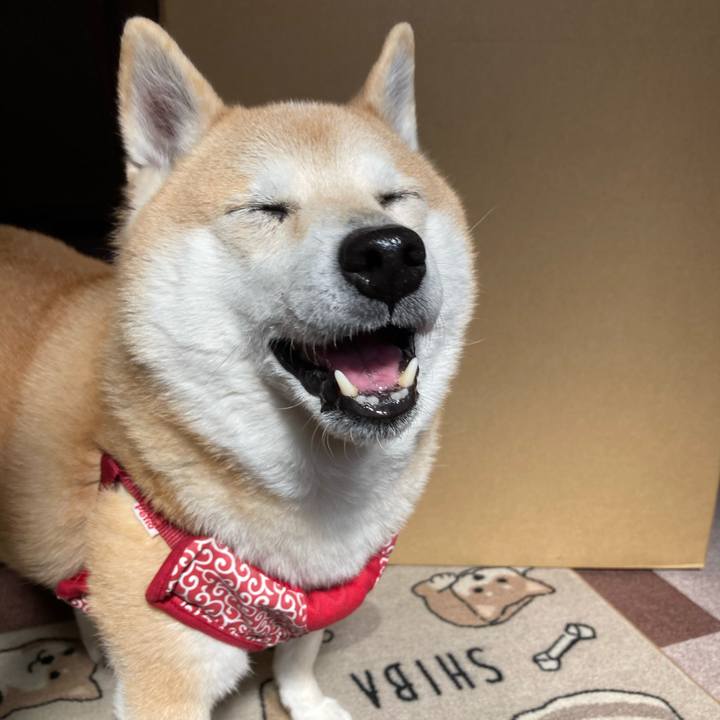 2209c5ad 3709 48a2 ba80 c635fc7de8a8 1619877235262