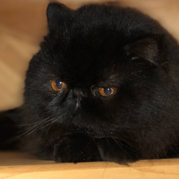 220bd594 6093 4a4d 9db9 ce58c79d1198 1582343889101