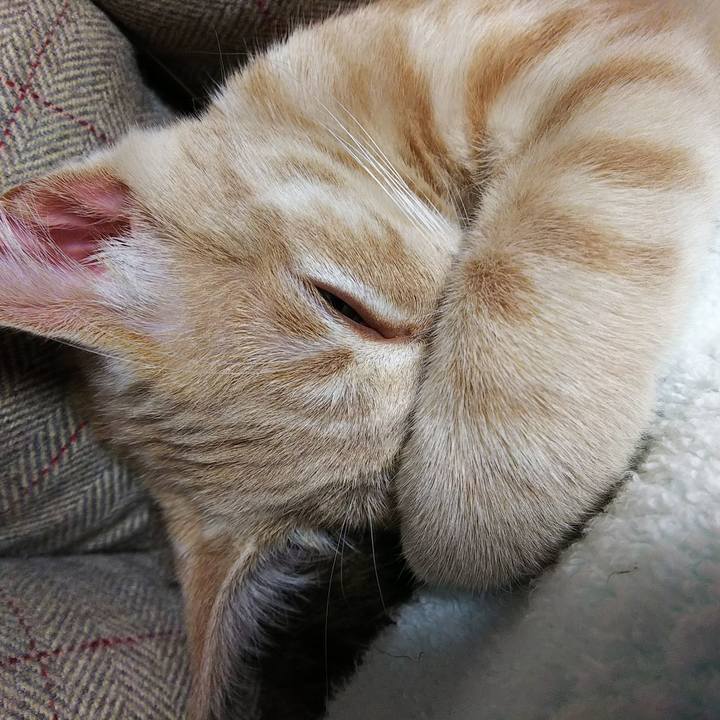 220dabb5 a0ec 486b b627 0eabcaa3131b 1541921459656