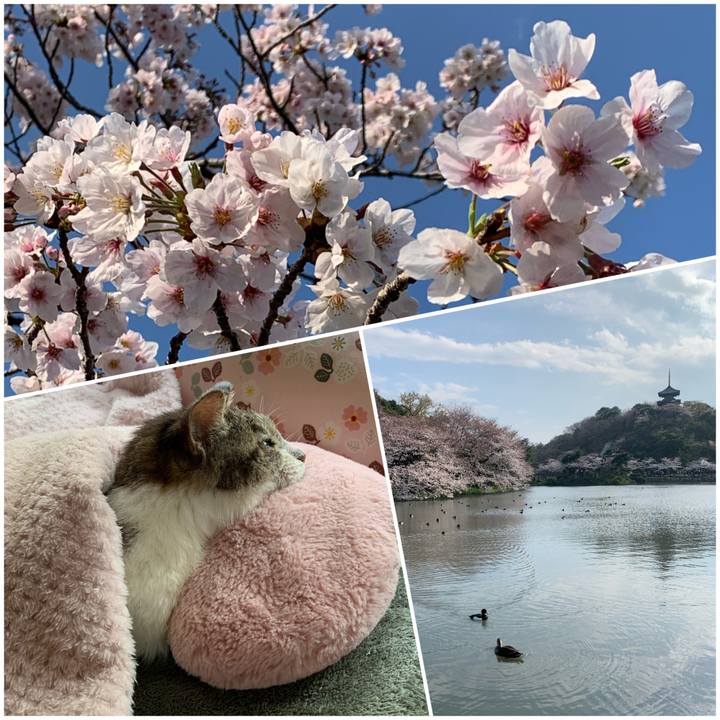 220de34b 2a8f 482a a202 bcf58364c98a 1554019108808