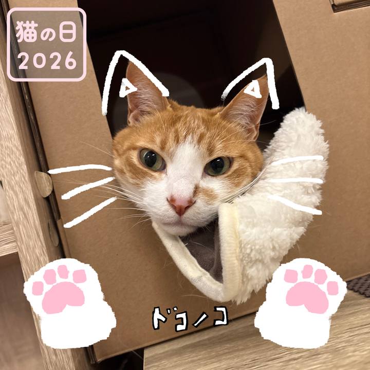 2212a76d cd35 4c91 b434 160b5ed30d3c 1771762135555