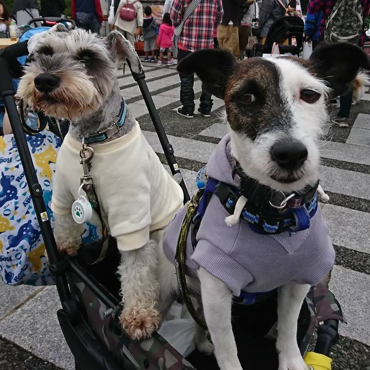 221589ce a6f8 42e0 a8f1 395f710b8d63 1539422429667