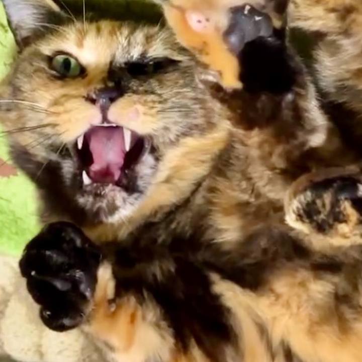 221c780d 712e 4275 b9c2 9646ca03331a 1731608996251