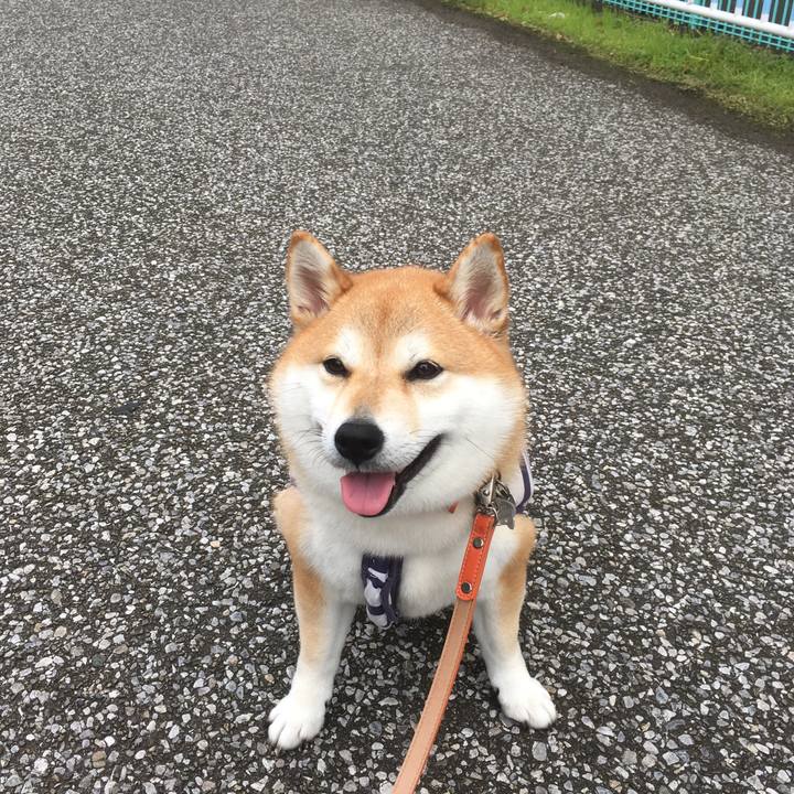 221f4b7a c0cd 416a 940f 9803e3d68935 1541395988355