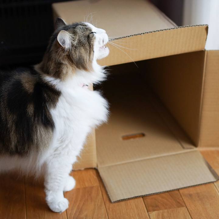 2225308a 42ae 4482 aee1 00c57134bf22 1581483554176