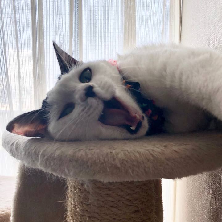 22298abd e1cf 42b7 a64a e2d2c7a8a01c 1526599193553