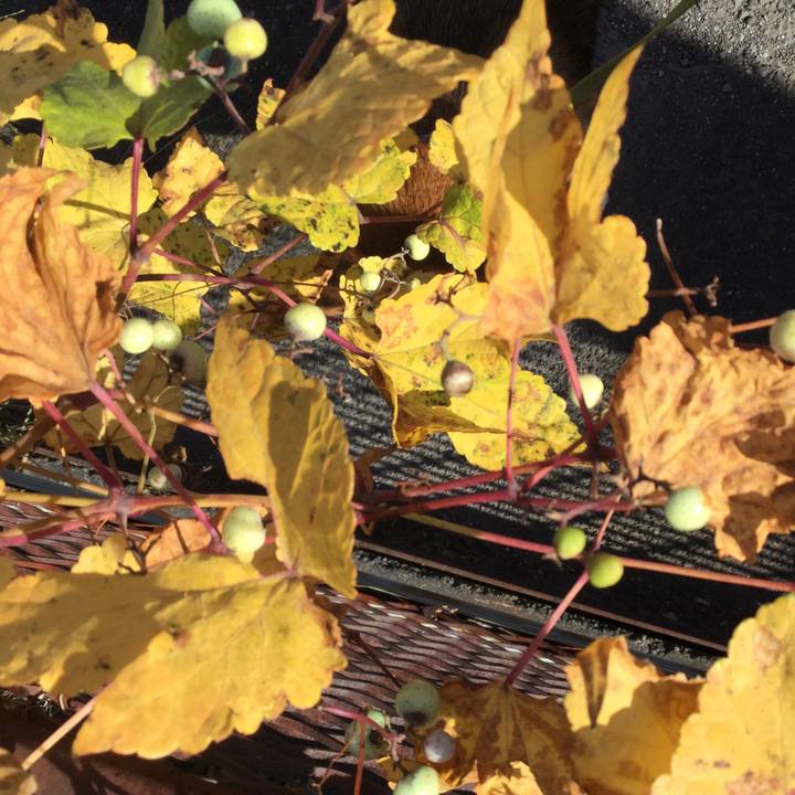 2229c6fa 454c 49d0 926c 062e659cfda8 1606015203422