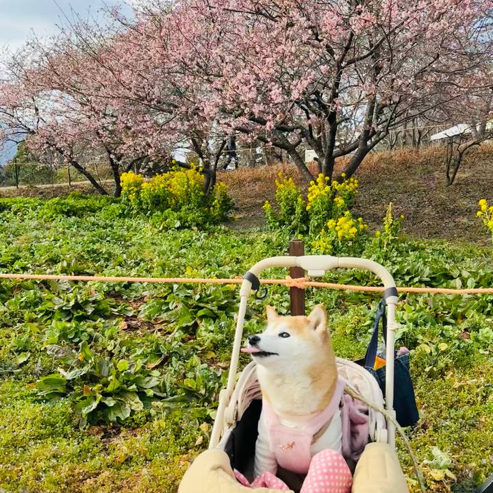 222b28b2 1e3d 41b2 9c4e 63f72116c23e 1771719714281