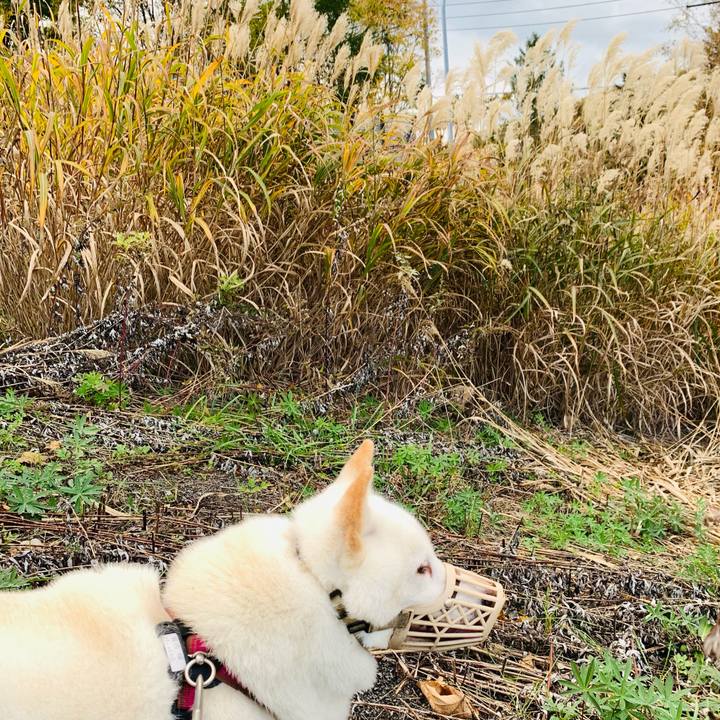 222ca8d2 2560 4f7c 9746 11bc4e9d25f6 1603951888777