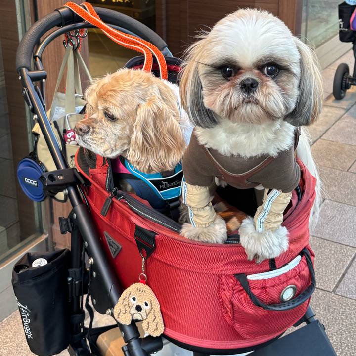 222d84e6 4d2b 48e2 ac4c 87860c7236ab 1773500359448