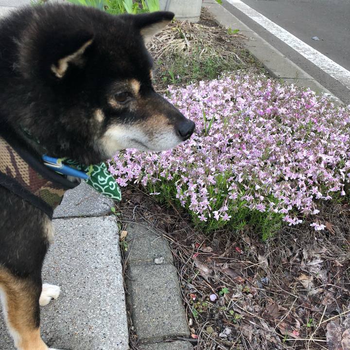 222fcf30 a234 4450 9b28 c97e2b1a2d29 1526852585442