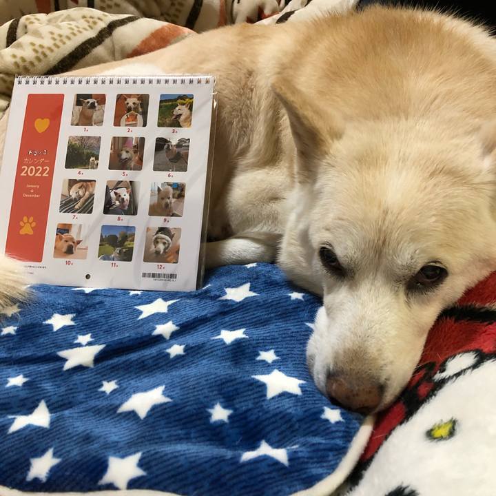 22322dbc 1ae6 48e3 88ea 600429662d2d 1637228989652