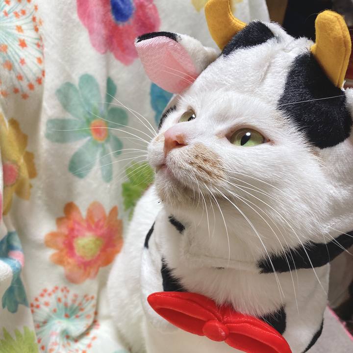 223661d3 ac0c 4011 8d6e 47856c627695 1609470527687