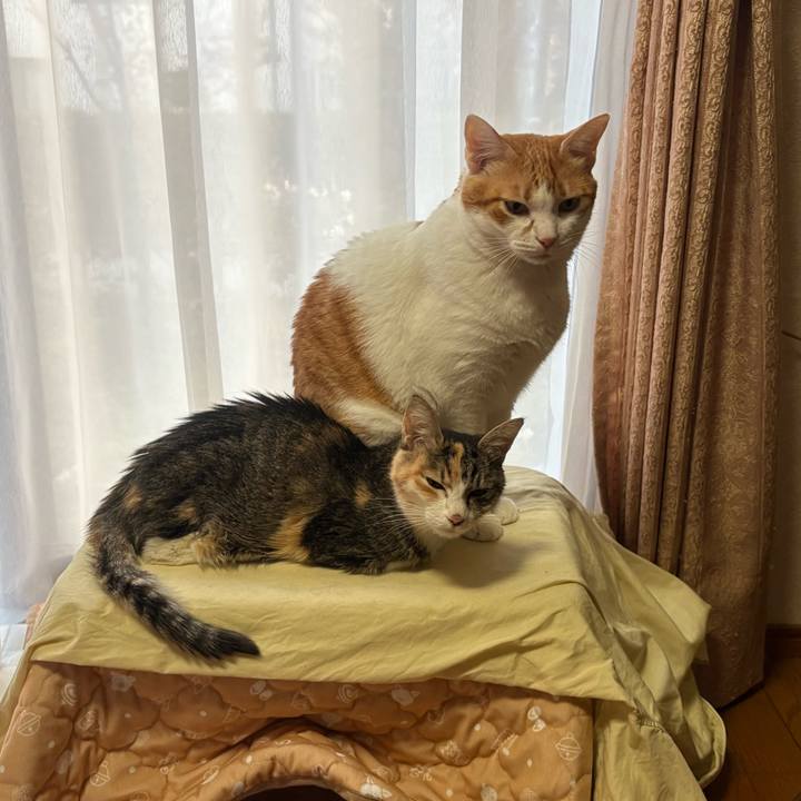 2238f852 94ad 4882 b185 d07c2b2c4566 1763104242146