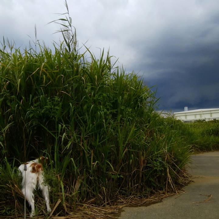 223a08cf 18b1 4e4e 8b4e 215e2e8fcf05 1535868119779