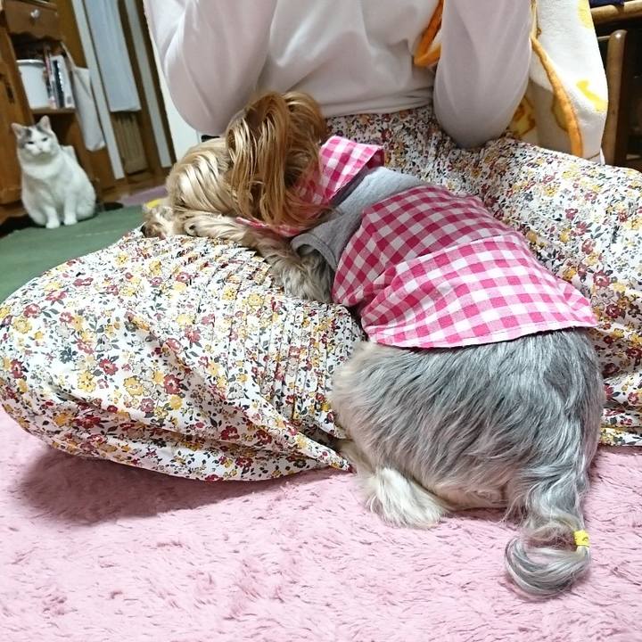 223a8825 6b01 40db bb99 0c5a6864c52a 1555334477394