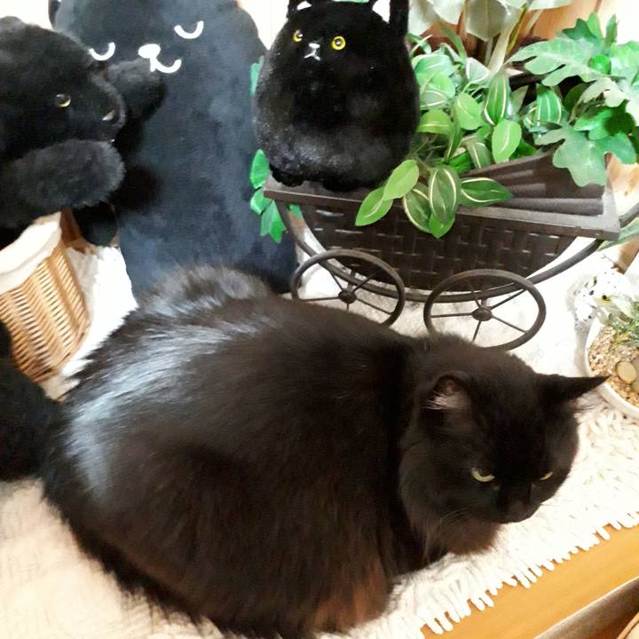 223bc0a3 f301 4f3e 9555 07ab11a6cbe4 1517308637264