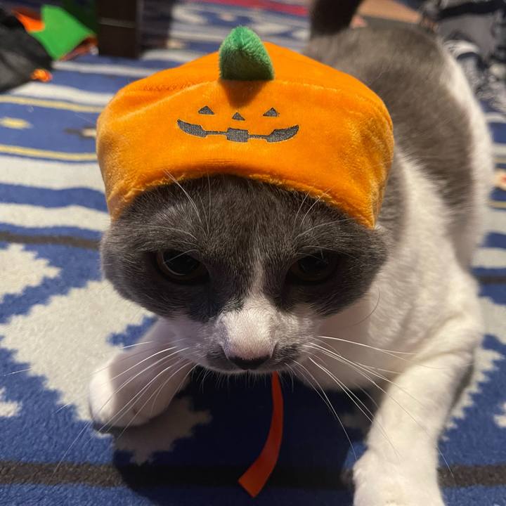 223f1c03 2349 4977 a638 febdd4b7ea24 1667203026864