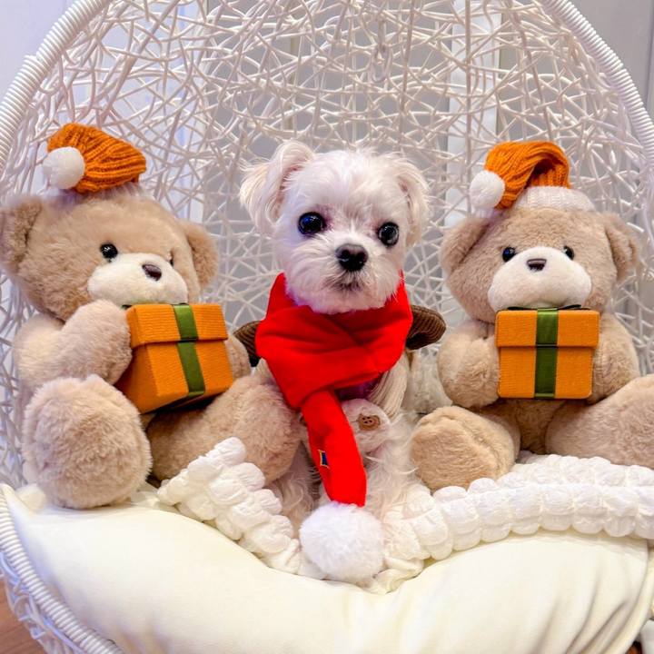 2241c274 cb71 4df8 82b7 440c74f3d3bf 1702132596013