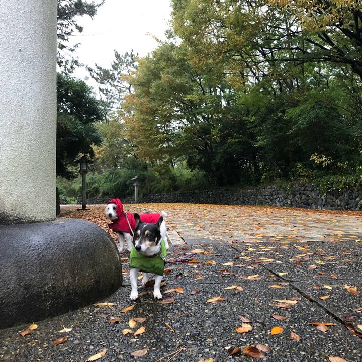 2249a71a c749 4068 95bf 76bfa96e09ab 1542066710738