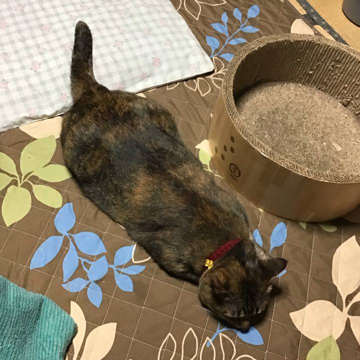 224a19de 0db5 4c0d a92a 3da276d3e848 1728983079582