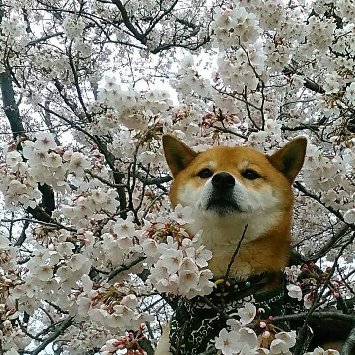 224a7716 a226 4e99 8d00 8f2167176e98 1553996356829