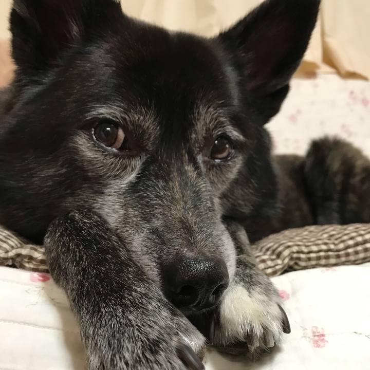 224ee1eb 5fb7 4937 b2f2 987bb0e9f7a1 1544710736509