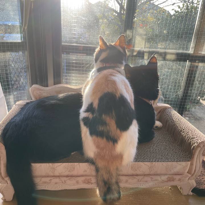 2253b794 92c4 4f4c 81d2 a06dd989e8bf 1672959732768