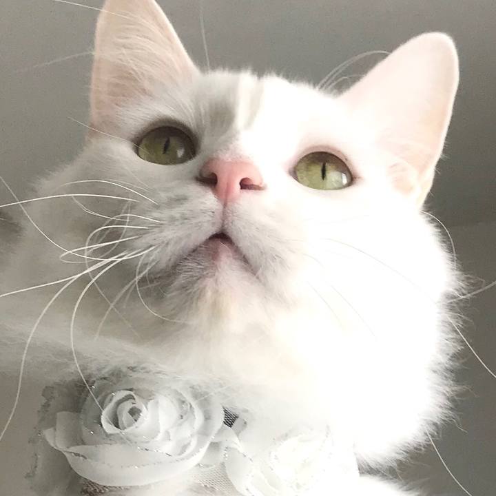 22577c1c e13c 4eed b7a2 a97c8251a25a 1576396962484