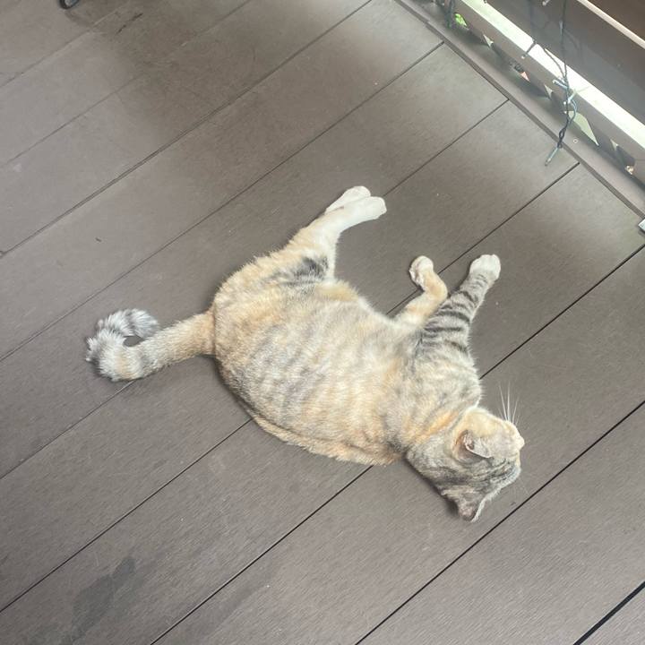 225cfeeb ce46 4ea9 af16 b088c0862374 1722292871133