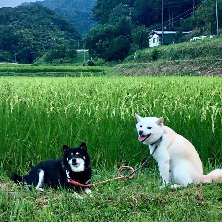 225fb348 ea9d 4f0f 8842 2eb488f4efa5 1597097226624