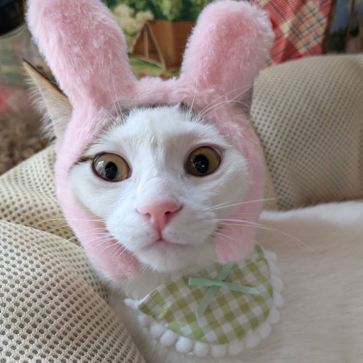 2260cff2 32c9 43ba 8058 7f28734cad0c 1770785835780