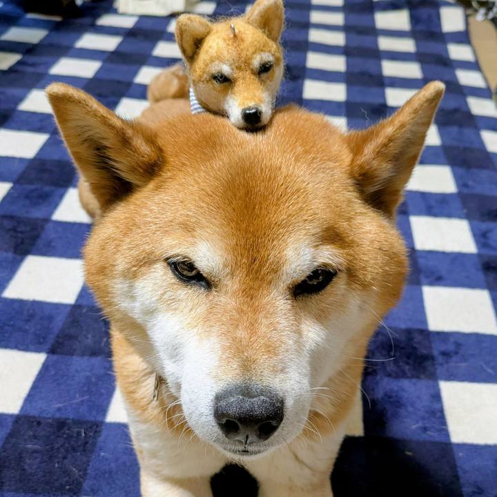 226298fd e2eb 4bf8 a9cc 847ce75b7c1a 1746002315041